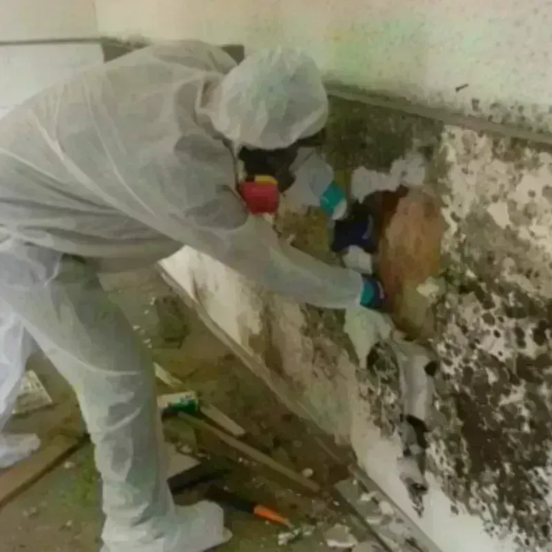 Mold Remediation and Removal in Odessa, MO